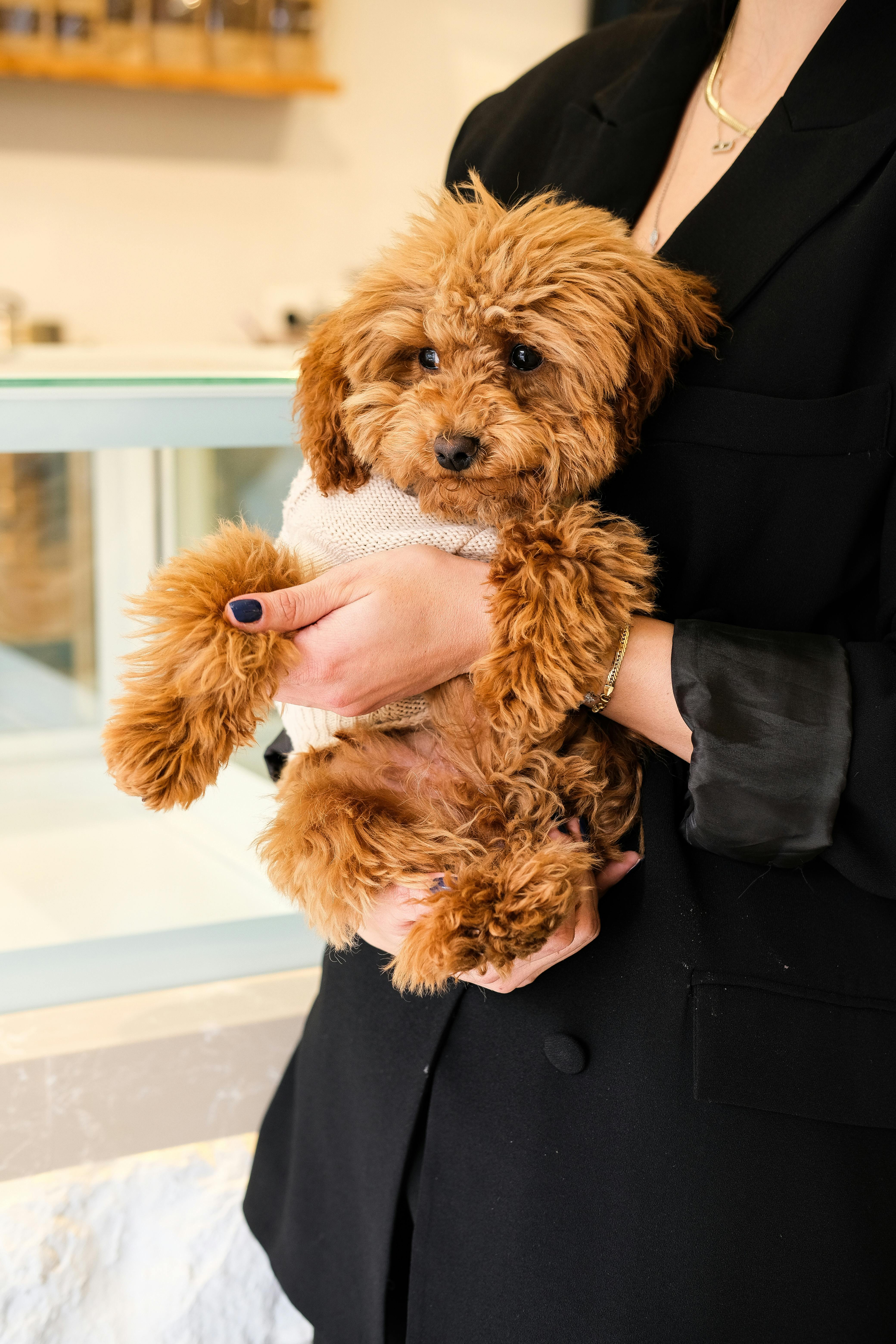 poodle dog hypoallergenic coat allergy concept