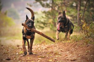 Two dogs playing fetch in the woods.