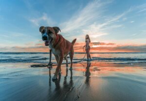 The Ultimate Guide to Road Tripping with Your Dog [2025 Update]