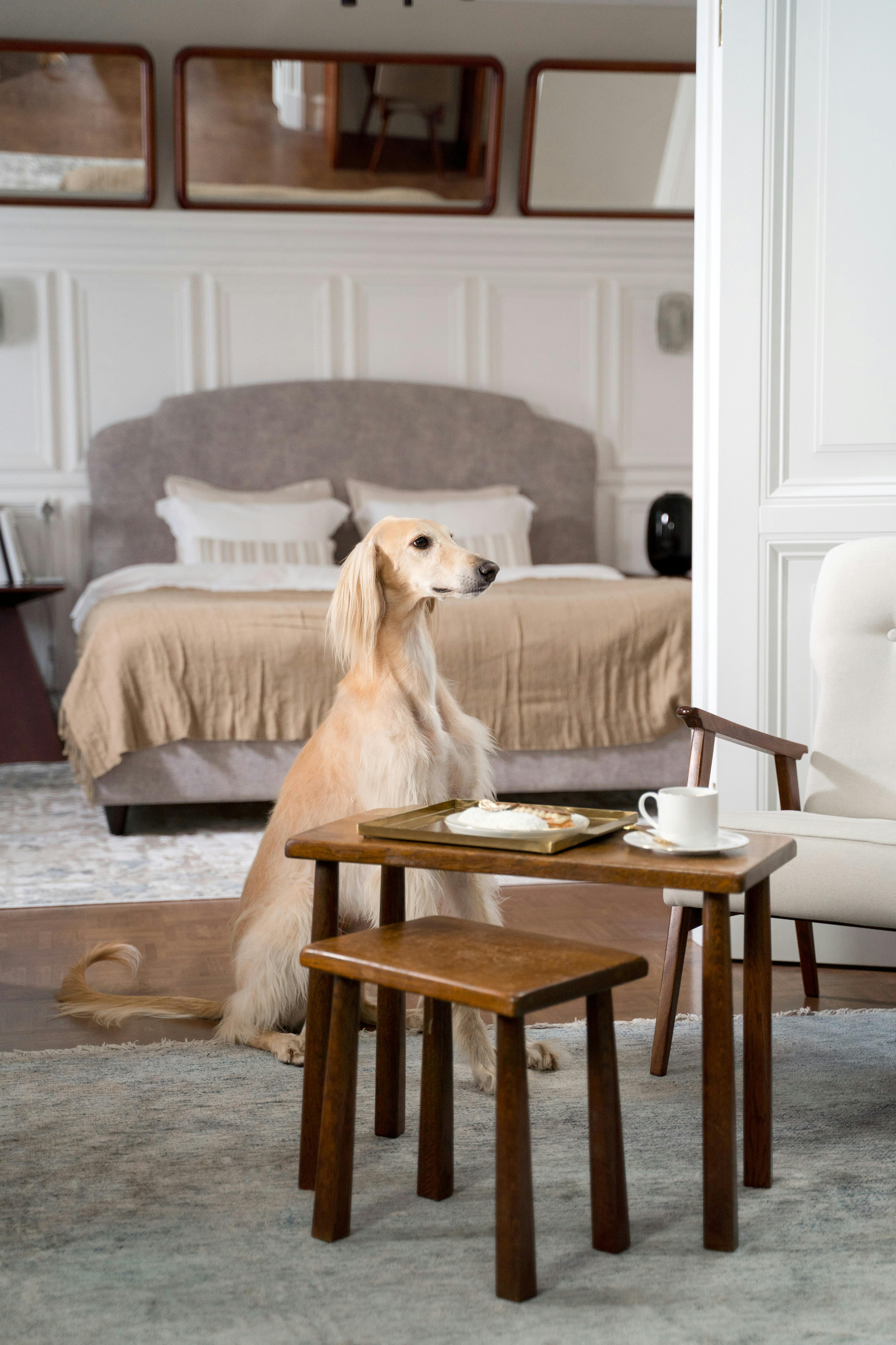 A beautiful dog enjoys a treat in a stylish room.