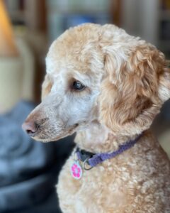 poodle dog hypoallergenic coat allergy concept