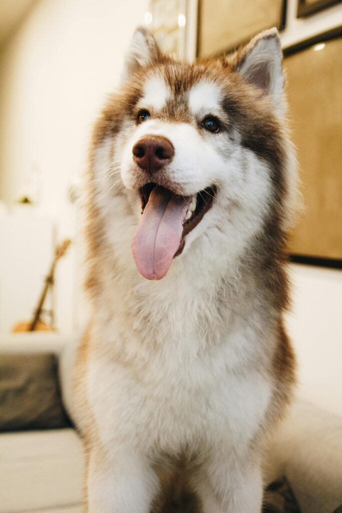 A Siberian Husky smiling like an happy dog