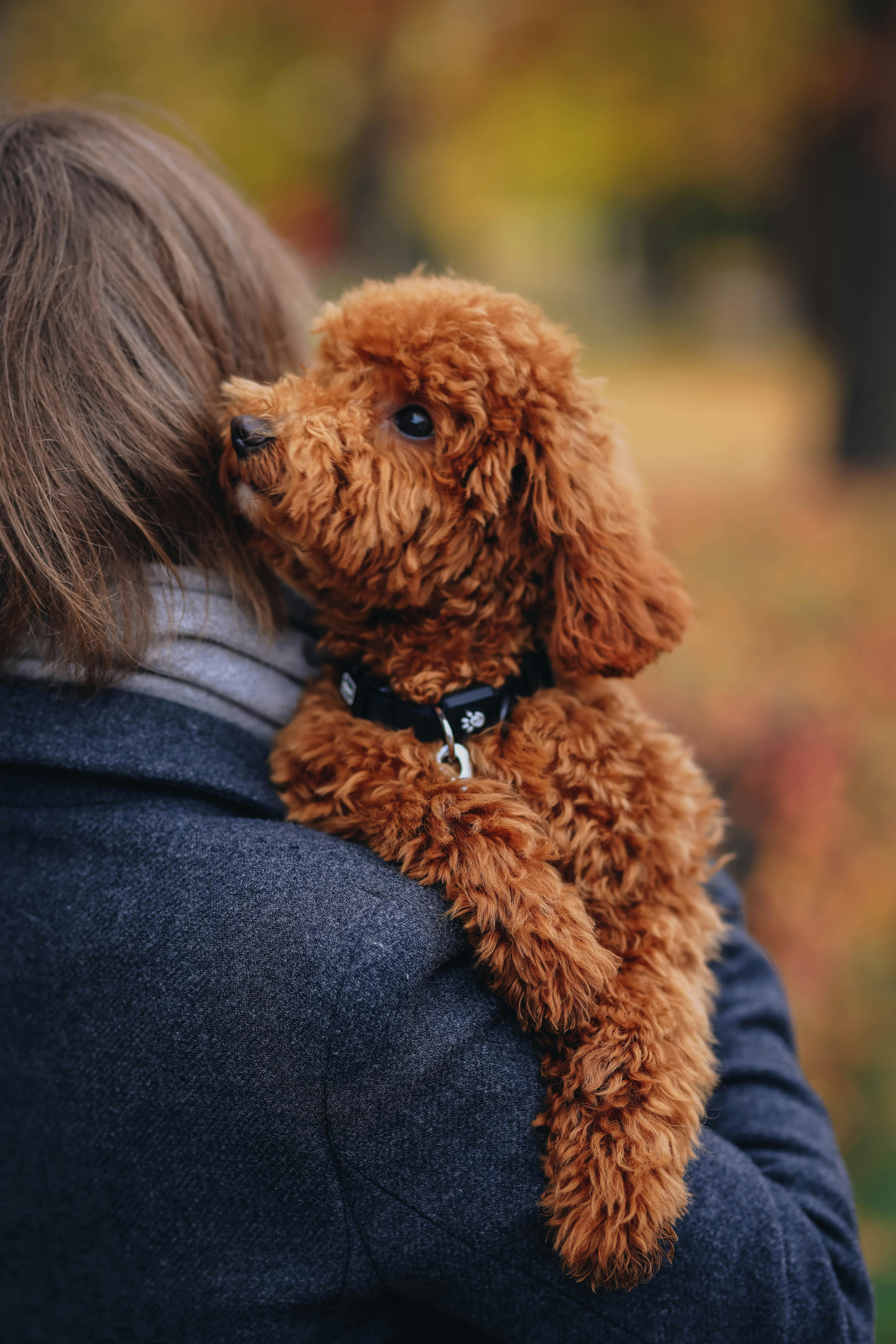 poodle dog hypoallergenic coat allergy concept